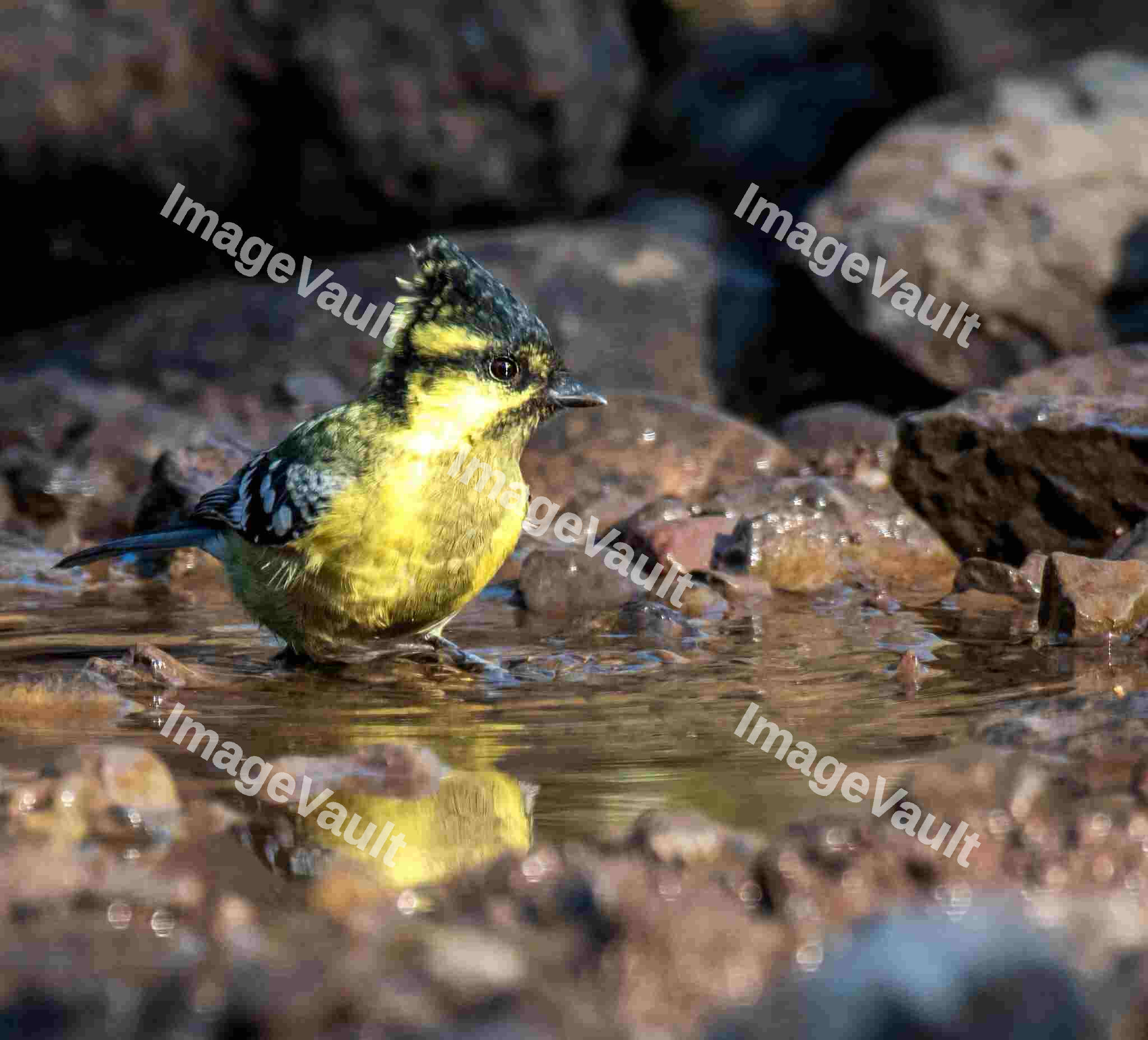Himalayan black-lored tit